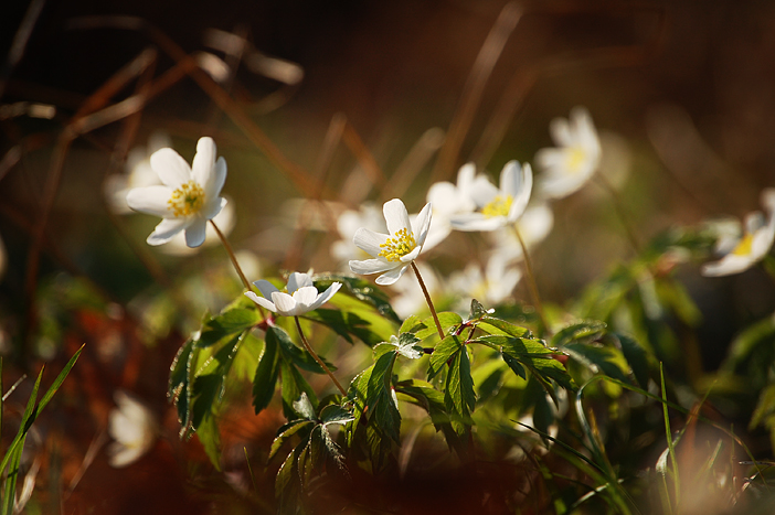 Image of Anemone nemorosa specimen.