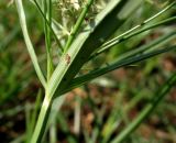 Cyperus rotundus. Основание соцветия. Туркменистан, Мервский оазис. Июнь 2012 г.