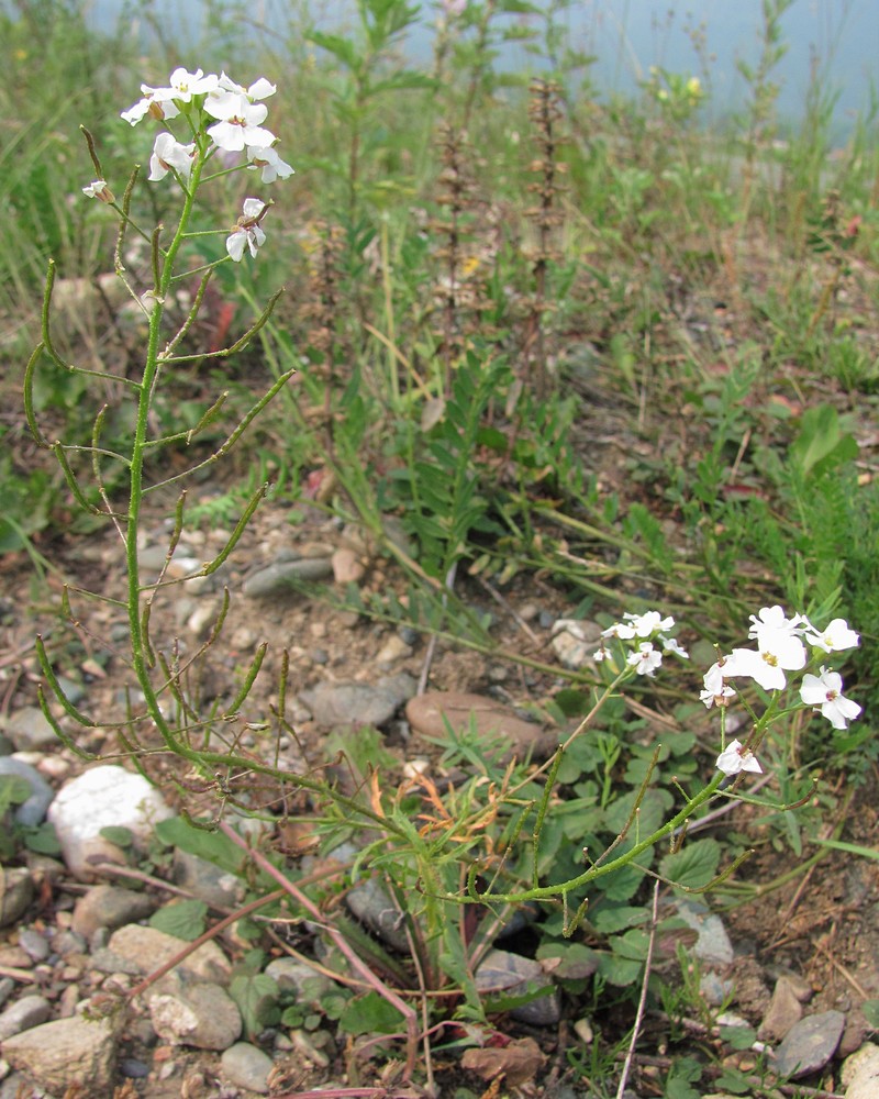 Image of Dontostemon pinnatifidus specimen.