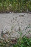 Bromus arvensis