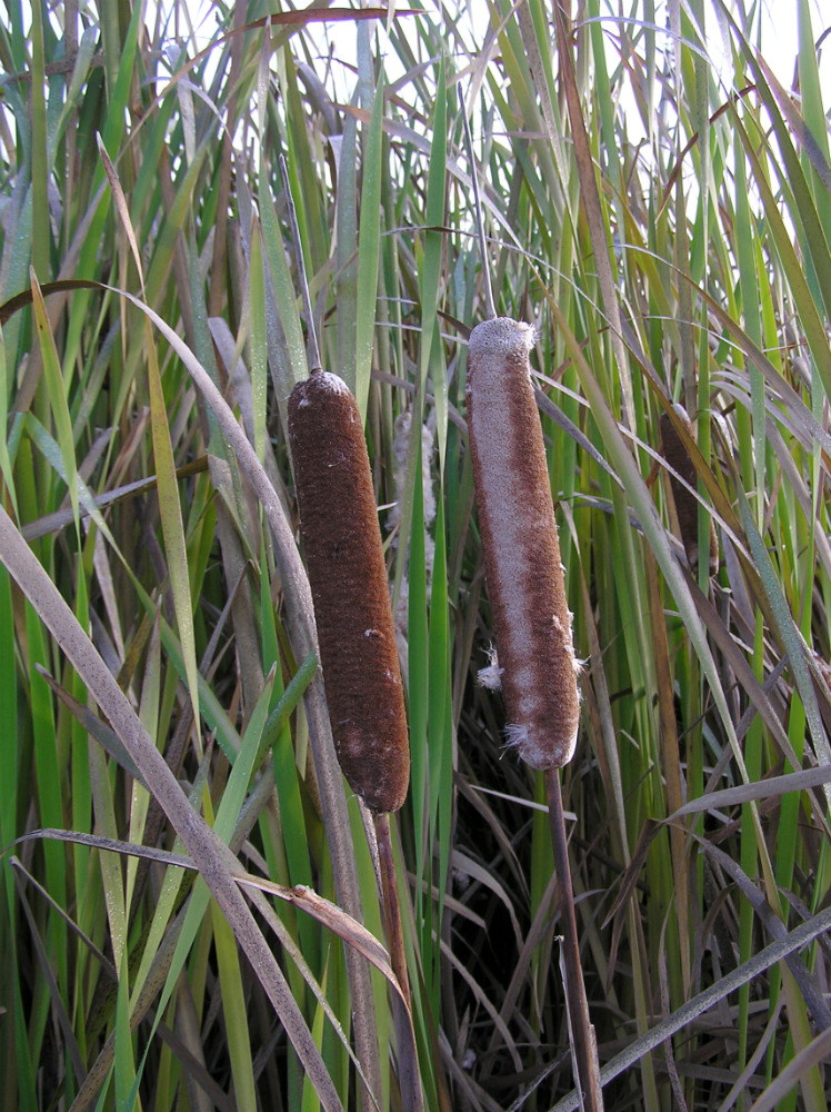 Изображение особи Typha × glauca.