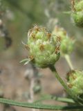 Plantago arenaria. Соцветие. Украина, Запорожье, пос. Солнечный, песчаный участок, поросший редкой травой. 14.07.2012.