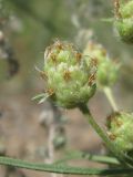 Plantago arenaria