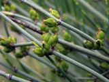 Ephedra intermedia