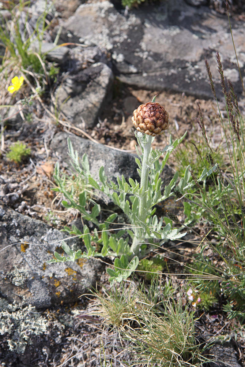 Image of Stemmacantha uniflora specimen.