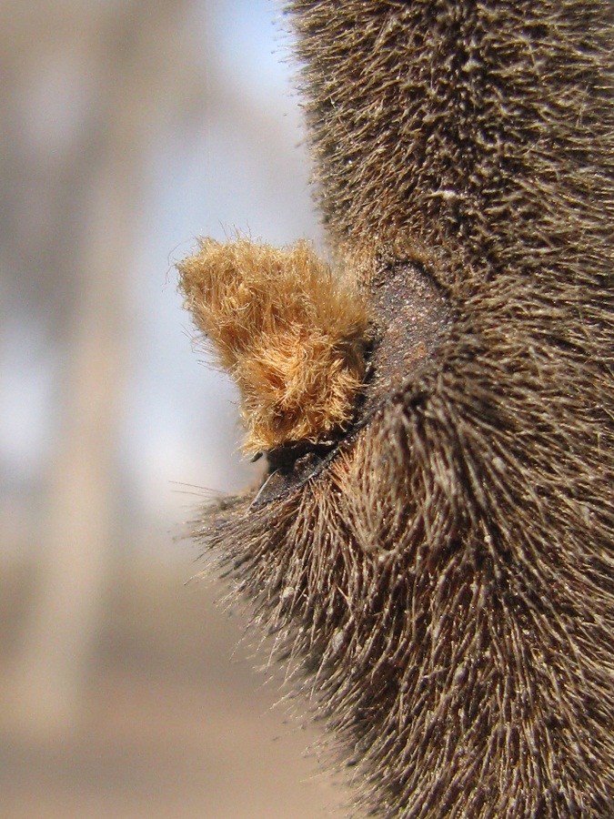 Image of Rhus typhina specimen.