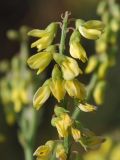 Melilotus officinalis