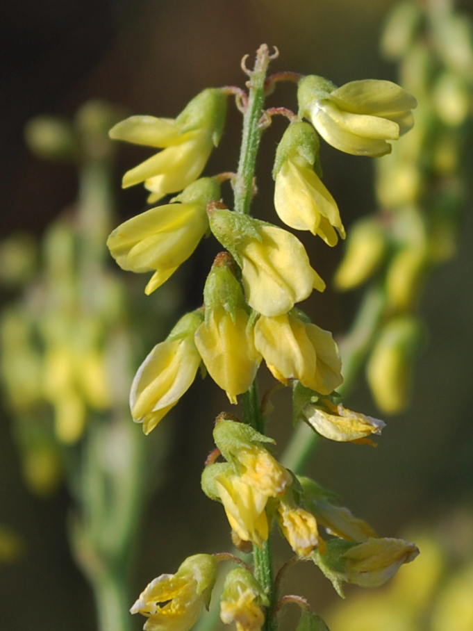 Изображение особи Melilotus officinalis.