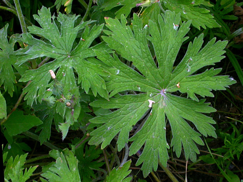 Image of Geranium pratense specimen.