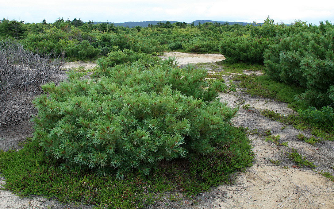 Изображение особи Pinus pumila.