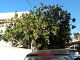 Dombeya × cayeuxii. Крона цветущего дерева. Израиль, Шарон, г. Герцлия, в культуре. 14.01.2013.