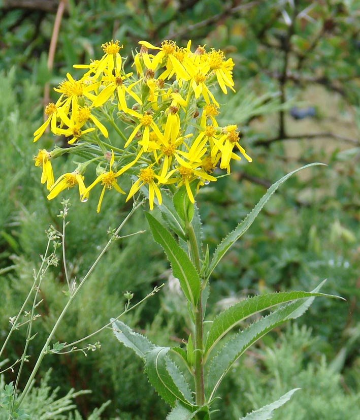 Изображение особи Senecio nemorensis.