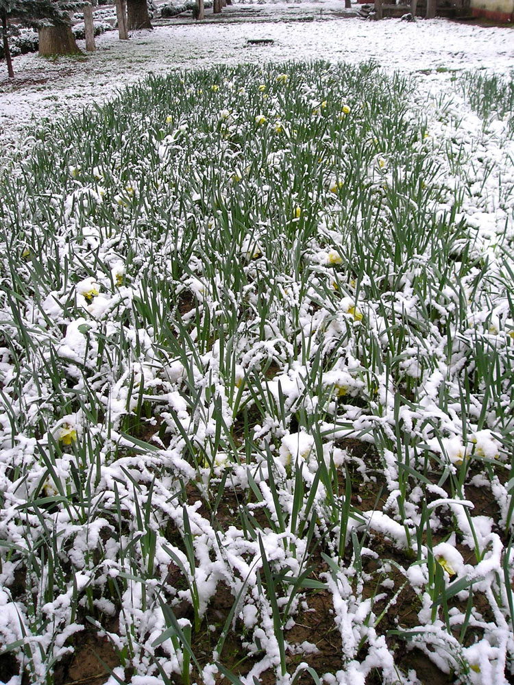 Изображение особи Narcissus pseudonarcissus.