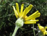 Senecio tataricus