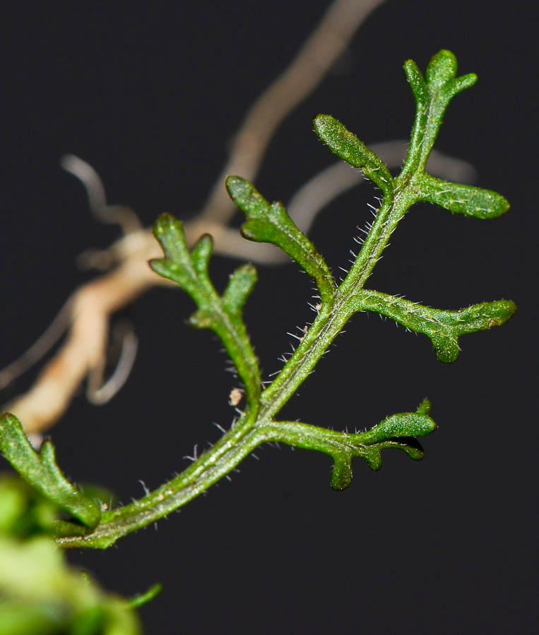 Изображение особи Carrichtera annua.