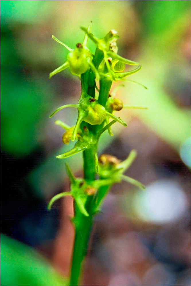 Изображение особи Liparis kumokiri ssp. sajanensis.