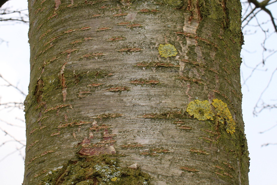 Image of Cerasus subhirtella specimen.