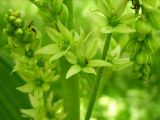 genus Veratrum