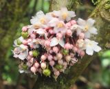 genus Saurauia. Часть ствола с соцветиями. Борнео, склон горы Трас-Мади, выс. 1400 м н.у.м. Февраль 2013 г.