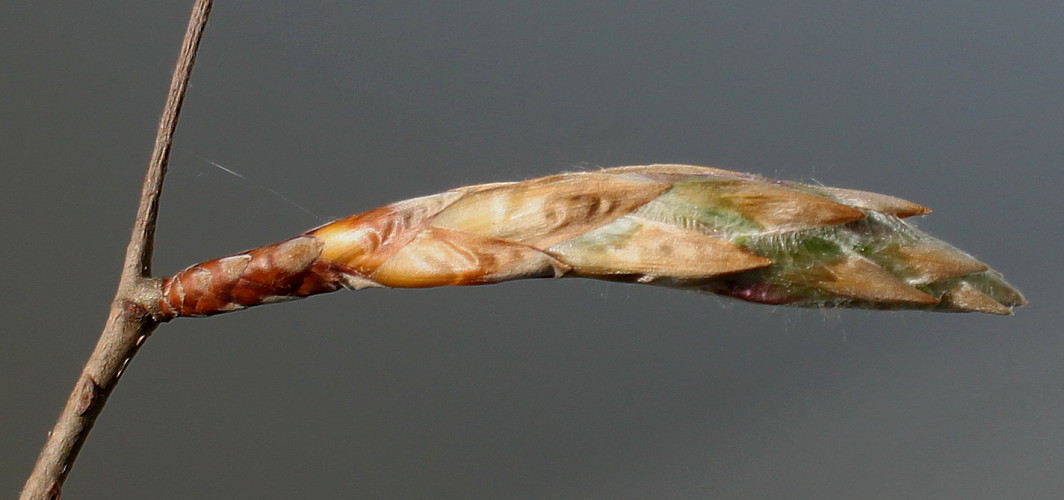 Изображение особи Fagus sylvatica.