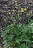 Ranunculus constantinopolitanus