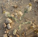 Centaurea eriophora. Верхушка побега отцветающего растения. Израиль, г. Беэр-Шева, рудеральное местообитание. 10.05.2013.