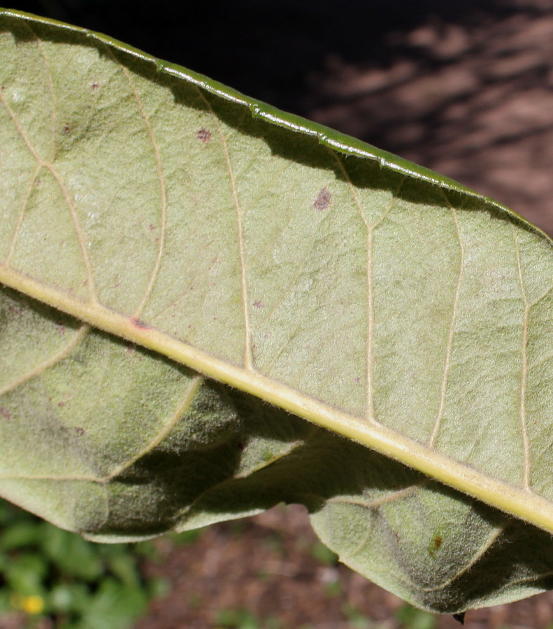 Изображение особи Eriobotrya japonica.