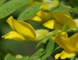 Caragana arborescens. Цветки. Санкт-Петербург. 26 мая 2009 г.