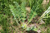 Astragalus lentilobus