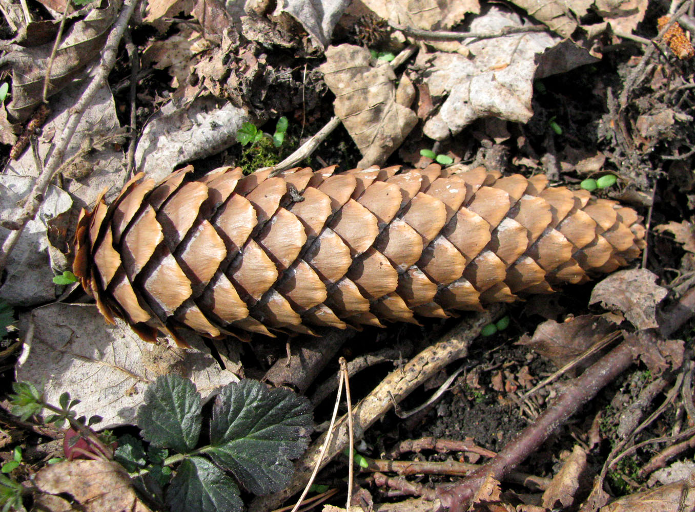 Image of Picea abies specimen.