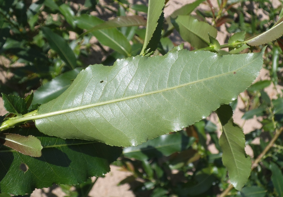 Изображение особи Salix &times; schumanniana.