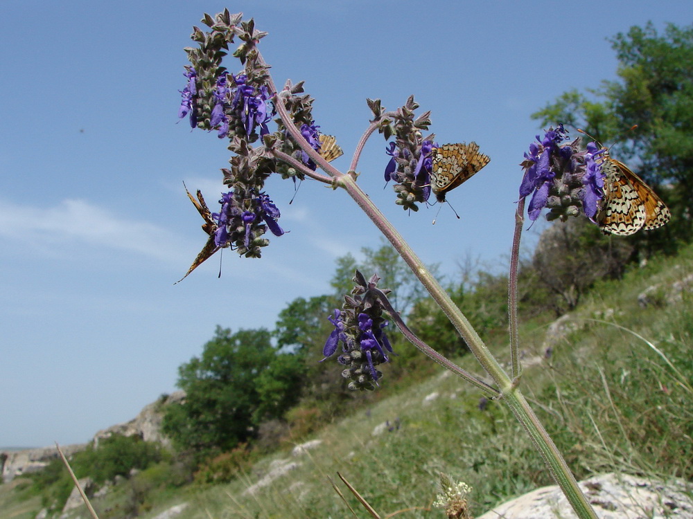 Изображение особи Salvia nutans.