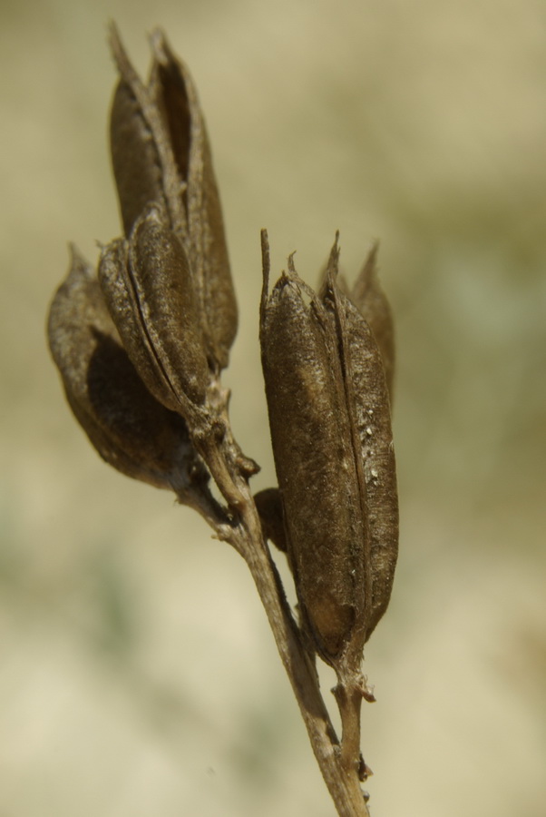 Изображение особи Astragalus glaucus.