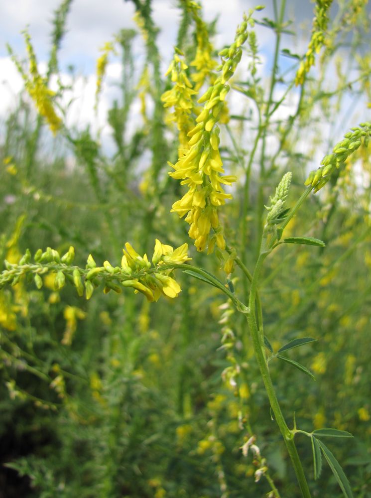 Изображение особи Melilotus officinalis.