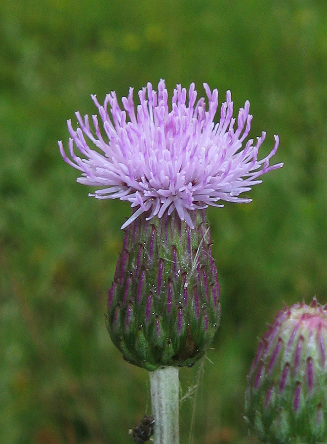 Image of Cirsium incanum specimen.