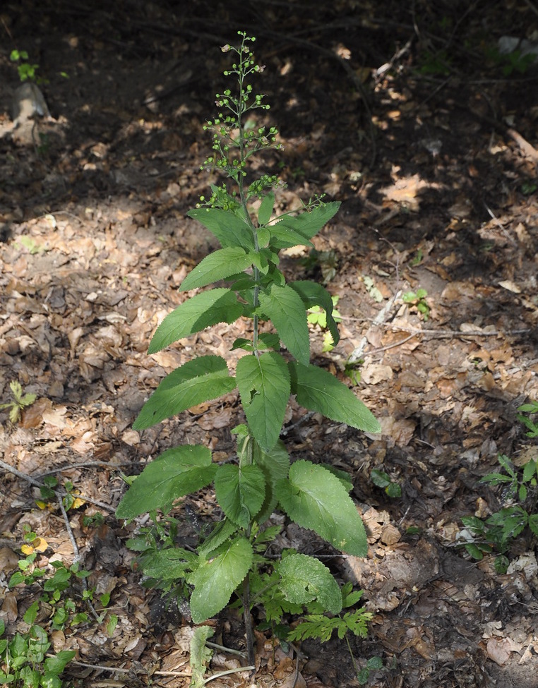 Image of Scrophularia scopolii specimen.