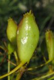 Ferulago galbanifera variety brachyloba. Незрелый плод. Крым, Симферополь, Марьино, склон петрофитной степи. 6 июля 2013 г.