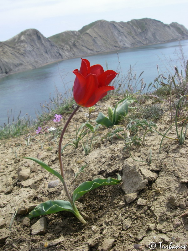 Image of Tulipa suaveolens specimen.