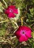 Lychnis coronaria