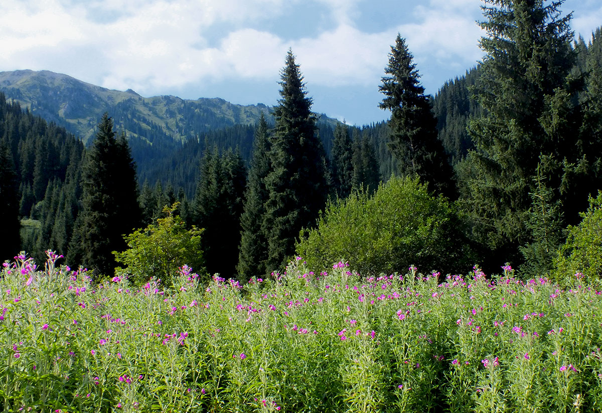 Image of Epilobium villosum specimen.