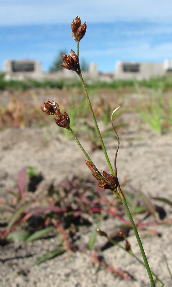 Изображение особи Juncus nodulosus.