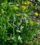 Lepidium perfoliatum