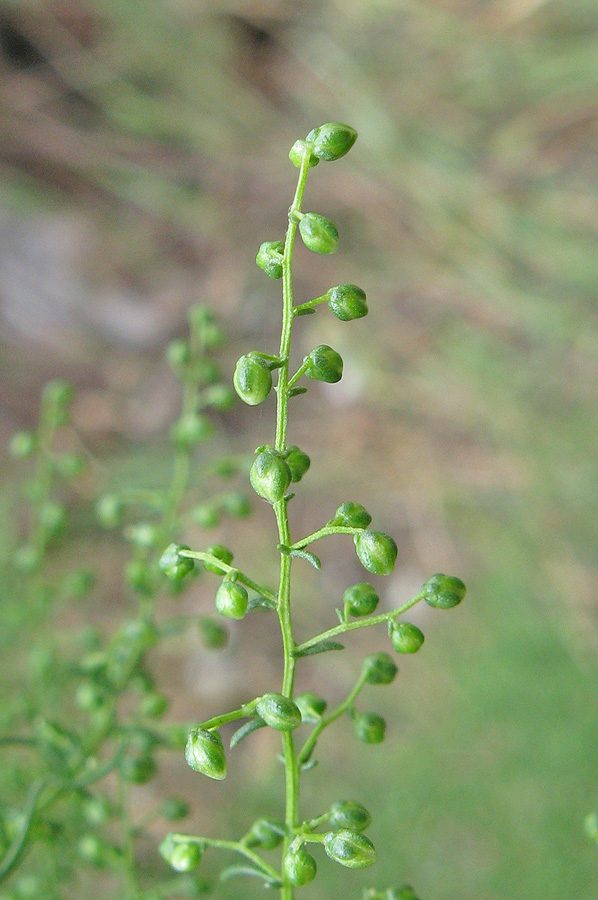 Image of Artemisia scoparia specimen.