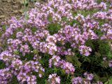 Thymus calcareus