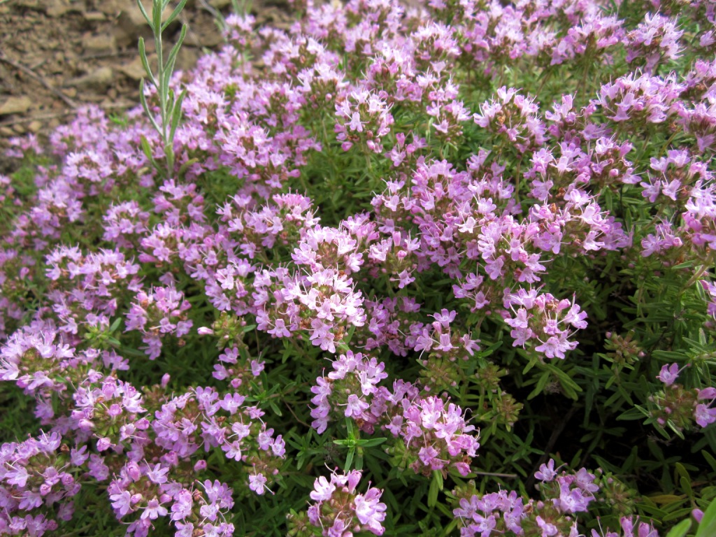 Изображение особи Thymus calcareus.