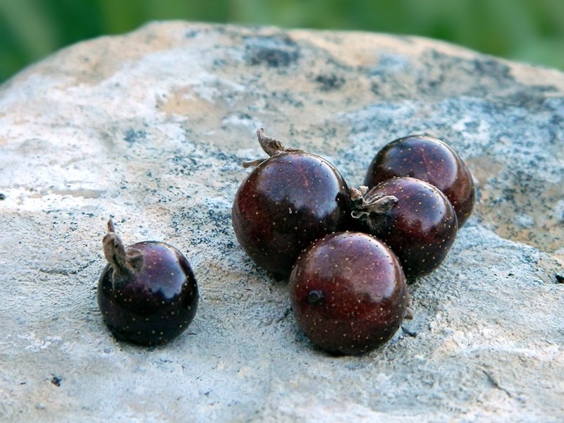 Image of Ribes nigrum specimen.