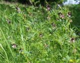 Vicia sepium