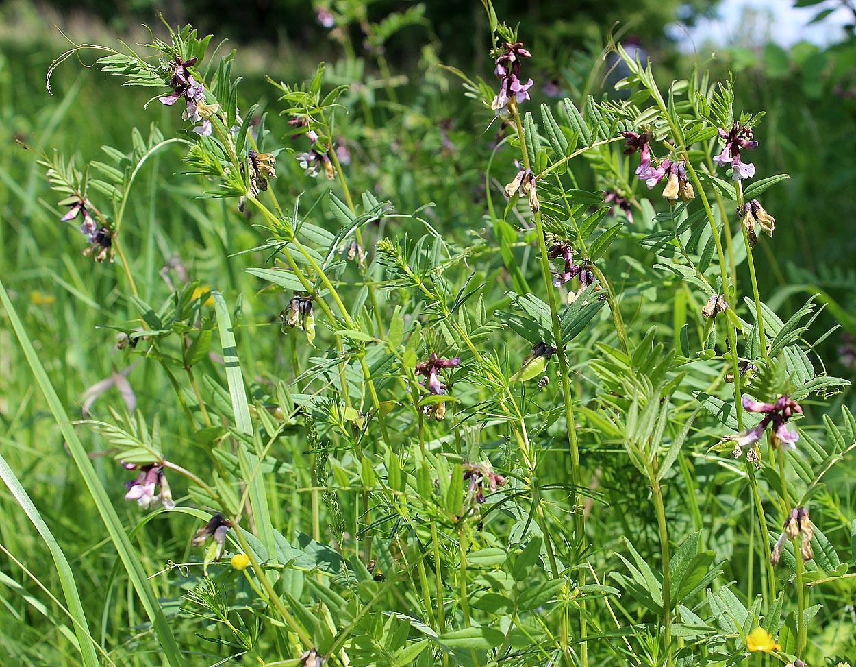 Image of Vicia sepium specimen.