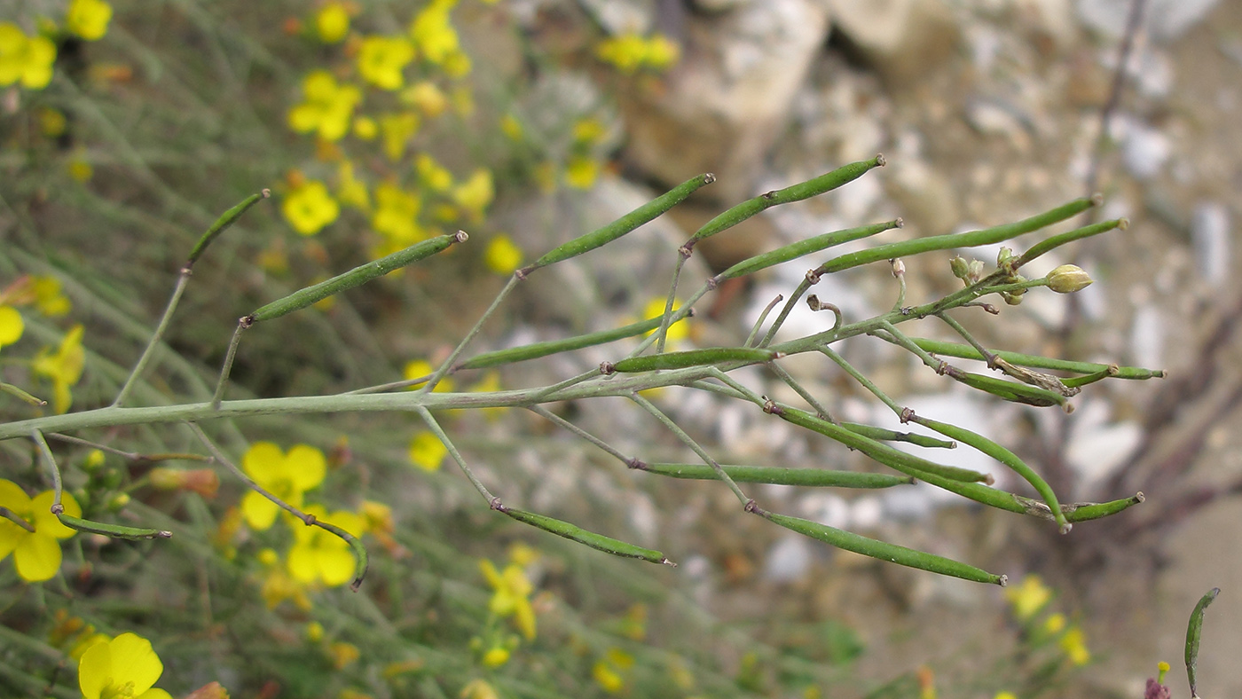 Image of Diplotaxis tenuifolia specimen.