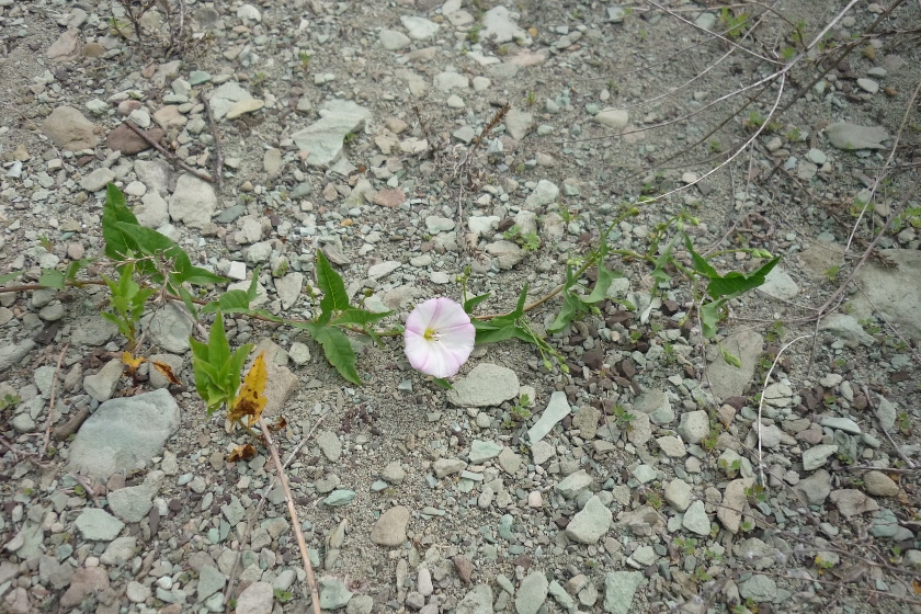 Изображение особи Convolvulus arvensis.